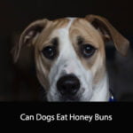 Can Dogs Eat Honey Buns