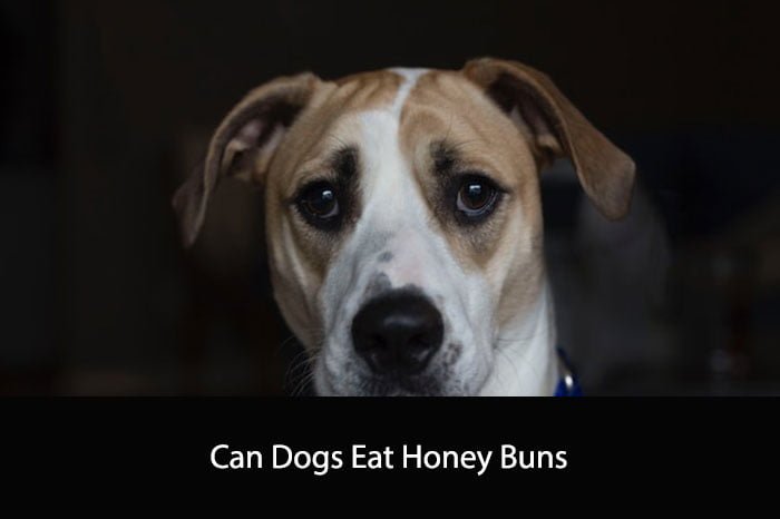 Can Dogs Eat Honey Buns