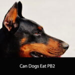 Can Dogs Eat PB2