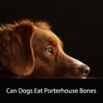 Can Dogs Eat Porterhouse Bones