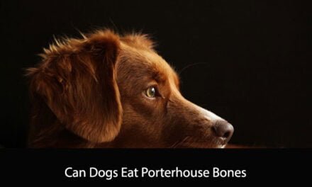 Can Dogs Eat Porterhouse Bones
