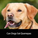 Can Dogs Eat Quenepas