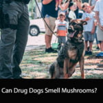 Can Drug Dogs Smell Mushrooms