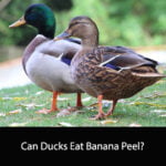 Can Ducks Eat Banana Peel