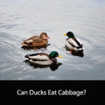 Can Ducks Eat Cabbage