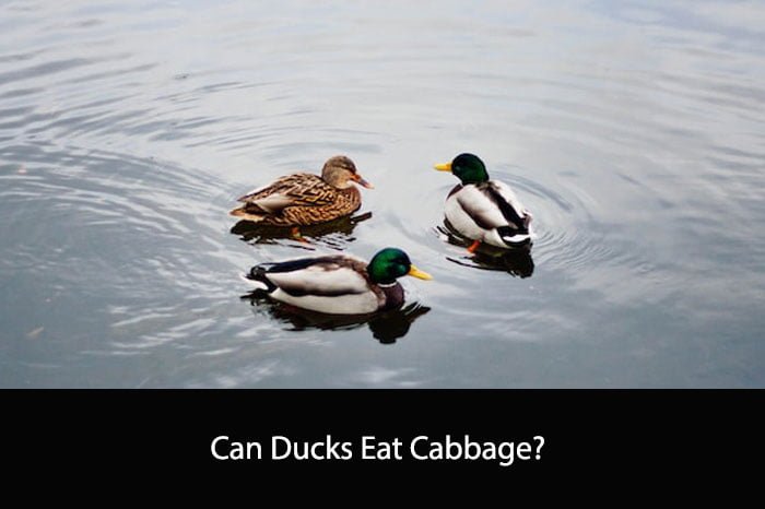 Can Ducks Eat Cabbage? A Comprehensive Guide