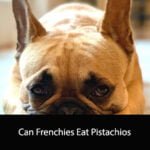 Can Frenchies Eat Pistachios