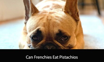 Can Frenchies Eat Pistachios