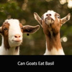 Can Goats Eat Basil
