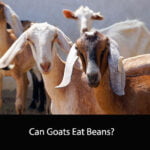 Can Goats Eat Beans