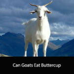 Can Goats Eat Buttercup