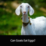 Can Goats Eat Eggs