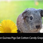 Can Guinea Pigs Eat Cotton Candy Grapes