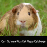Can Guinea Pigs Eat Napa Cabbage