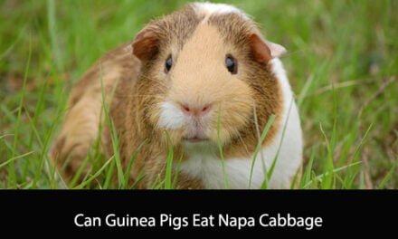 Can Guinea Pigs Eat Napa Cabbage