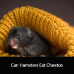 Can Hamsters Eat Cheetos