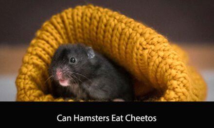 Can Hamsters Eat Cheetos