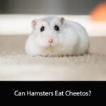 Can Hamsters Eat Cheetos