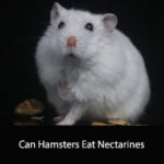 Can Hamsters Eat Nectarines