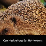 Can Hedgehogs Eat Hornworms