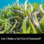 Can I Make a Sail Out of Seaweed