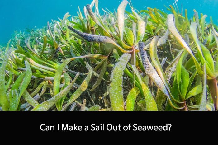 Can I Make a Sail Out of Seaweed?