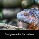 Can Iguanas Eat Cucumbers