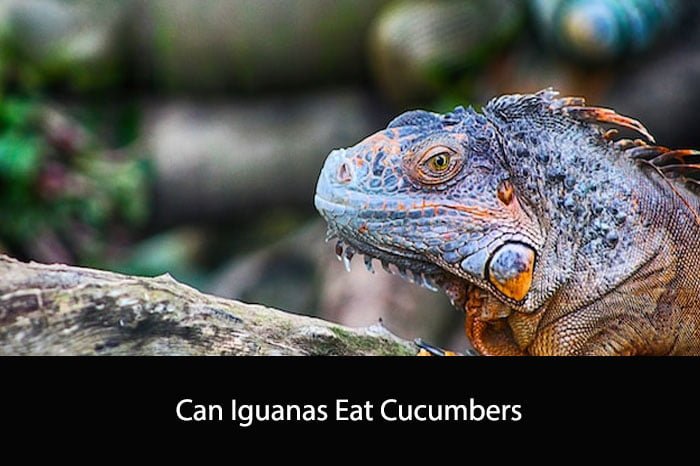 Can Iguanas Eat Cucumbers?