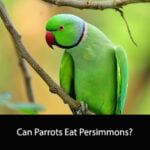 Can Parrots Eat Persimmons