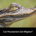 Can Pescatarians Eat Alligator