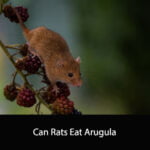 Can Rats Eat Arugula