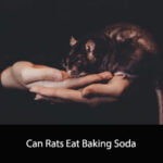 Can Rats Eat Baking Soda