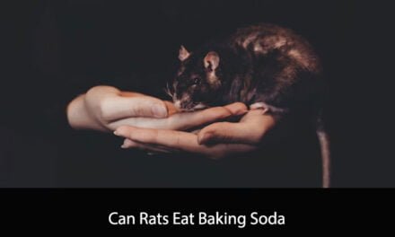 Can Rats Eat Baking Soda