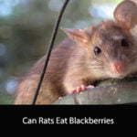 Can Rats Eat Blackberries