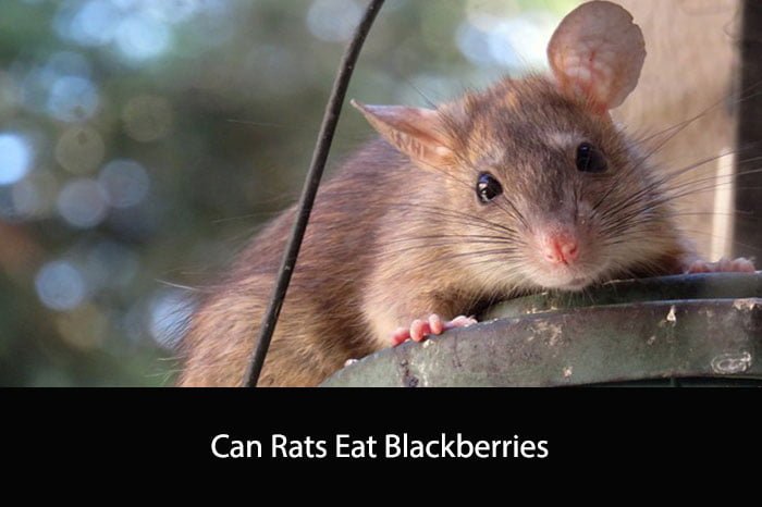Can Rats Eat Blackberries