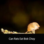 Can Rats Eat Bok Choy