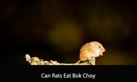 Can Rats Eat Bok Choy
