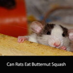 Can Rats Eat Butternut Squash