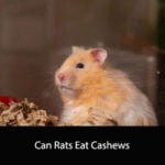 Can Rats Eat Cashews
