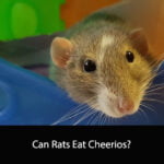 Can Rats Eat Cheerios
