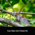 Can Rats Eat Cheez Its