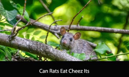 Can Rats Eat Cheez Its