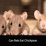 Can Rats Eat Chickpeas