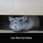 Can Rats Eat Dates