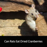 Can Rats Eat Dried Cranberries