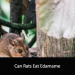 Can Rats Eat Edamame