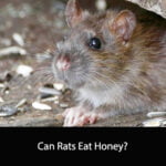 Can Rats Eat Honey