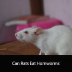 Can Rats Eat Hornworms