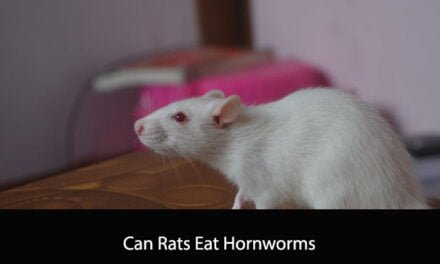 Can Rats Eat Hornworms