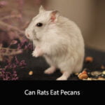 Can Rats Eat Pecans